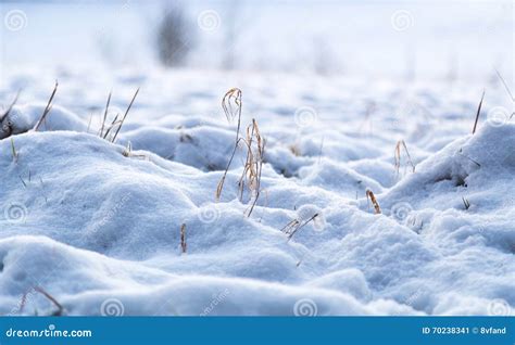 Snow On A Meadow In Winter Macro Stock Image Image Of Meadow Dusk