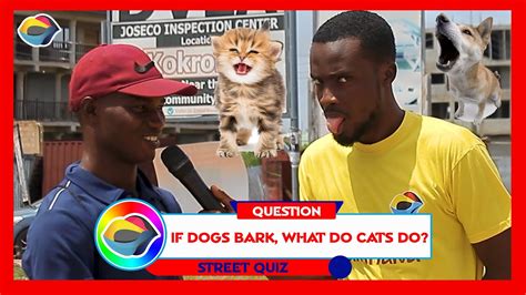If Dogs Bark What Do Cats Do Street Quiz Funny Videos Funny