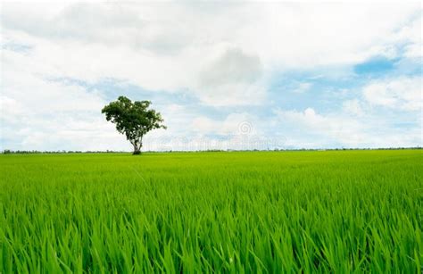 Landscape Of Green Rice Field With A Lonely Tree And Blue Sky Rice
