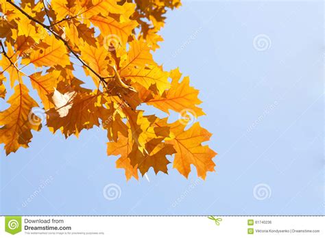 Yellow Autumn Leaves Against The Blue Sky Stock Photo Image Of Autumn