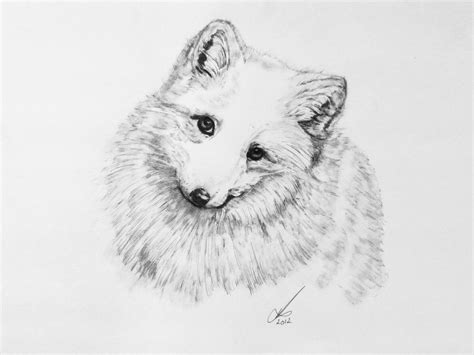 Cute Arctic Fox Coloring Page - Coloring SVG
