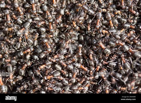 Wood Ants Formica Rufa At Nest Site Dorset Uk Stock Photo Alamy
