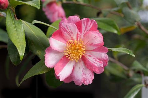 Camellia sasanqua, with common name sasanqua camellia, is a species of camellia native to china and japan. A new striped Camellia sasanqua seedling #0108 - Sasanqua ...