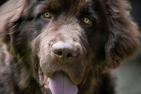 10 Famous Newfoundland Dogs Love Newfoundlands