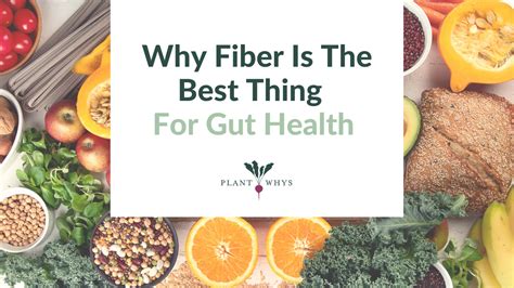 The Reason Why Fiber Is The Best Thing To Improve Gut Health