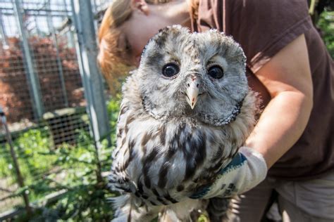 Hodonínská zoo je jedinou zoo u nás, která bílé lvy chová. Mladí puštíci bělaví ze Zoo Ostrava budou vypuštěni do přírody - Novinky - Novinky - O zoo - Zoo ...