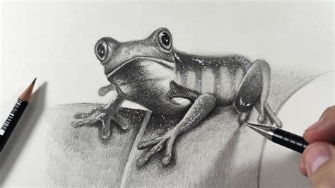 How To Draw A Frog With Pencil Step By Step Easy Realistic Youtube