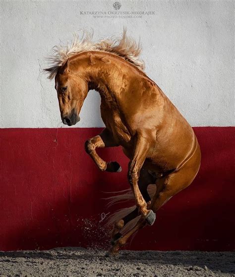 Penasaran kaya gimana cara selengkapnya? So powerfull! Via IG : @katarzyna_photo_equine | Horses, Horse inspiration, Horse love