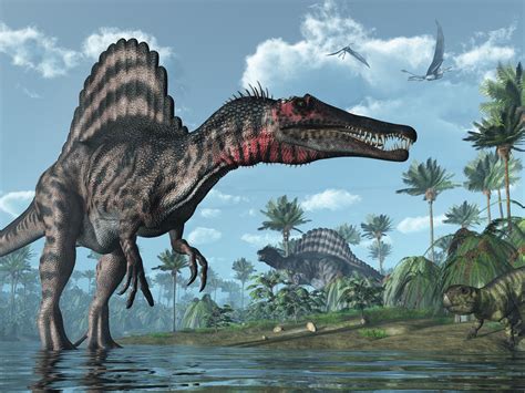 Spinosaurus Meat Eating Dinosaur Even Larger Than