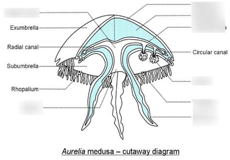 Jellyfish Anatomy Diagram Quizlet