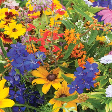 Butterfly And Hummingbird Mix Flower Seed Johnnys Selected Seeds