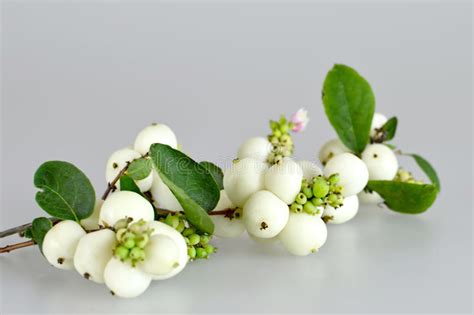 Snowberries Stock Photo Image Of Autumn Natural Decorative 78697432