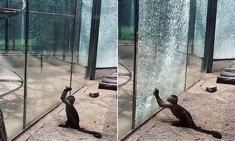 Shocking Video Reveals The Moment A Monkey Smashes Its Glass Cage In China