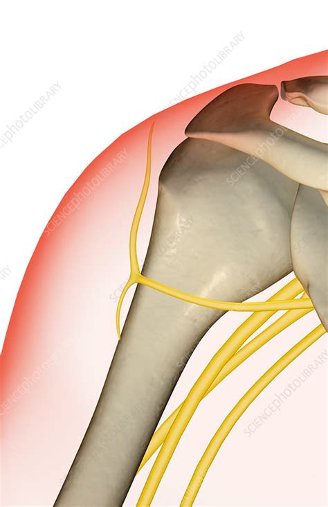 The Nerves Of The Shoulder Stock Image F0014197 Science Photo