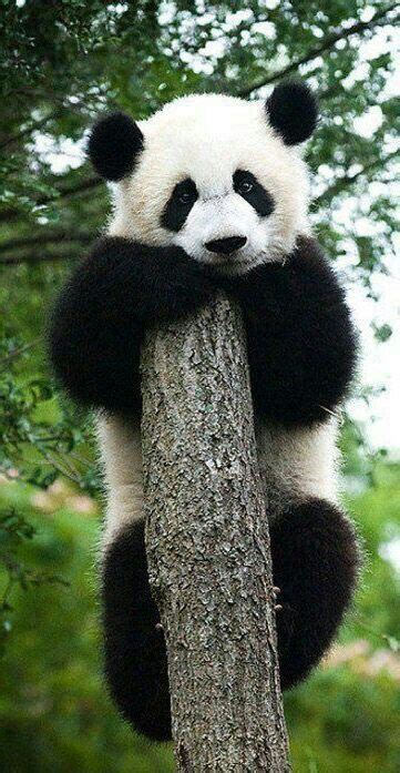 Hugging His Tree Panda Bear Baby Panda Bears Cutest Animals On Earth