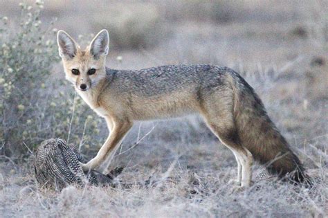 Cape Fox Fox Protection International