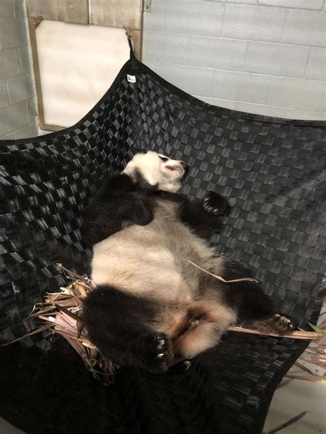 Panda Updates Wednesday May 22 Zoo Atlanta