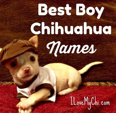 325 Best Boy Chihuahua Names I Love My Chi