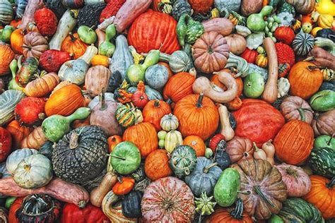 Fall Colors Gourds And Pumpkins By Kevin Moore