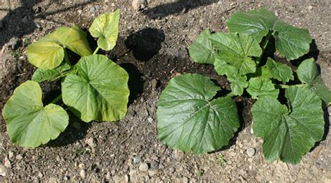 Sauté, stirring occasionally, until the onion is translucent and peppers and zucchini are close to tender, about 5 to 10 minutes. Why are pattypan squash leaves yellowing?