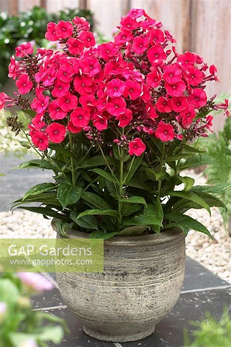 Woodland phlox, phlox divaricata, is an eastern north american native increasingly offered as an ornamental to use in cultivated gardens for its attractive bluish flowers. GAP Gardens - Phlox 'Grenadine Dream' in pot on patio ...