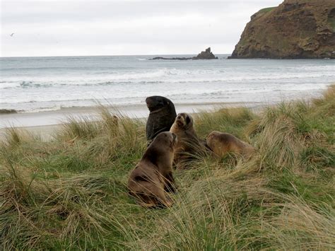 10 New Zealand Sea Lions Facts New Zealand Nature Guy