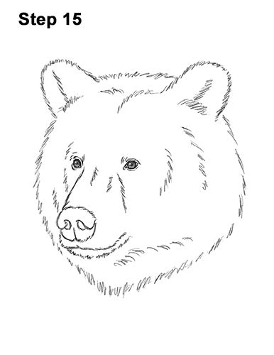 How to draw a teddy bear. How to Draw a Bear (Head Detail) VIDEO & Step-by-Step Pictures