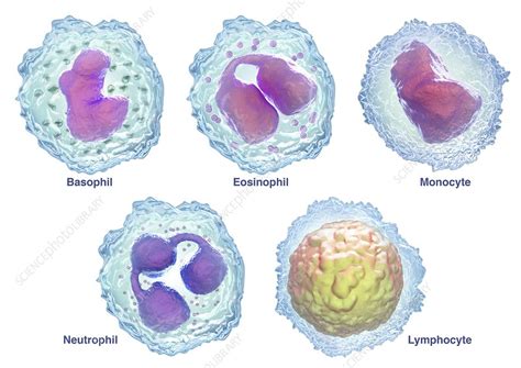 White Blood Cells Illustration Stock Image C0475458 Science