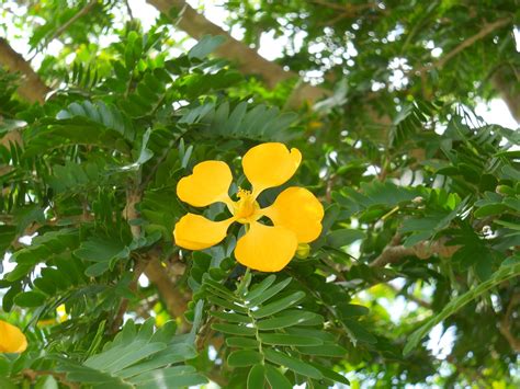 Verawood Bulnesia Arborea Richard Lyons Nursery Inc