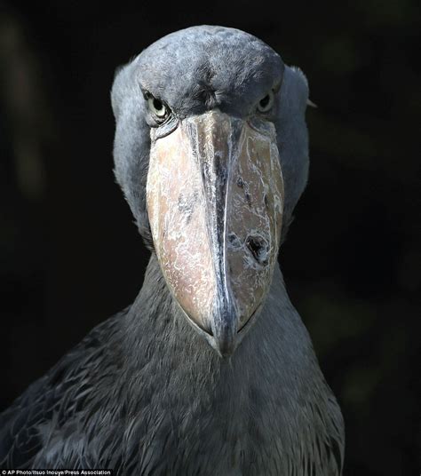 The Shoebill Takes His Ugliness Very Seriously Indeed His Huge