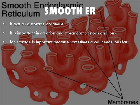 What is the function of a smooth er in an animal cell. Endoplasmic Reticulum by 146003746