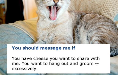 would you go on a date with these cats of okcupid catster