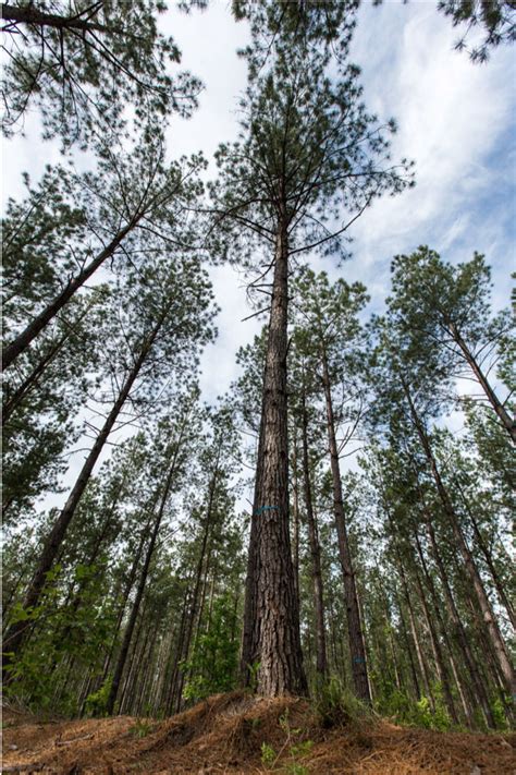 South Carolina Loblolly Pine Tree Forest Timber Profitability