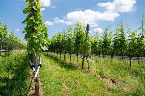 Basics The Differences Between Dry Farming And Irrigation Wine