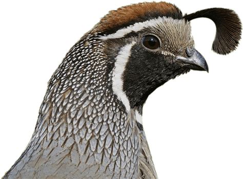 Quail Head عکس های بلدرچین Clipart Large Size Png Image Pikpng