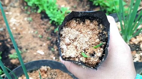 We did not find results for: Cara Menanam Bawang Merah, Mudah Banget Ala Laura Garden ...