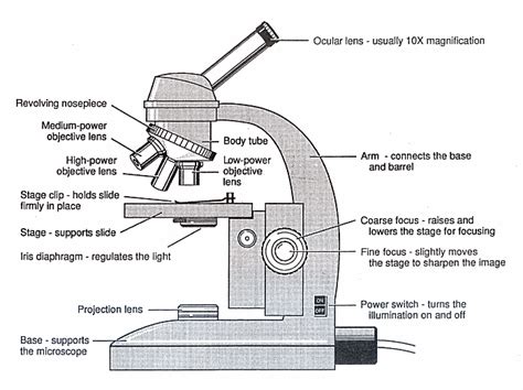 Diagram Of A Microscope Guide To Using A Microscope