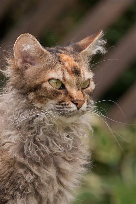 10 Rarest Cat Breeds In The World