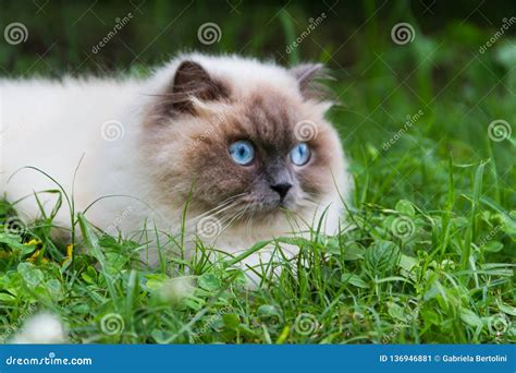 Portrait Of Himalayan Persian Cat On The Green Grass In The Summer