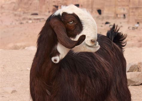10 Exotic Goat Breeds You Should Know About