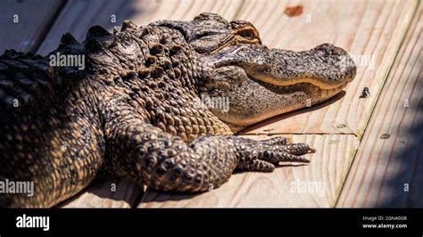 American Alligator South Carolina Hi Res Stock Photography And Images