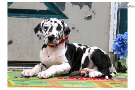 Great danes are affectionate, calm, loyal, and intelligent. Great Dane puppy for sale near Lancaster, Pennsylvania. | c74504da-2161