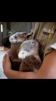 Koala Bears Ideas In Koala Koalas Koala Bear