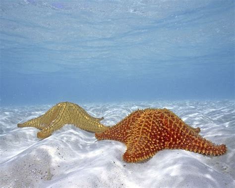 Ocean Floor Animals