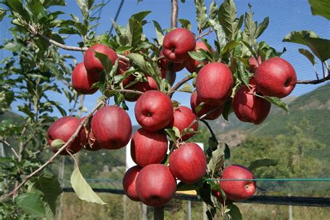 El Manzano Tips Y Recomendaciones Plantas