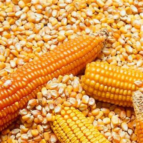 Non Gmo Yellow Maize And Corn Supplier Good Priceunited States Price