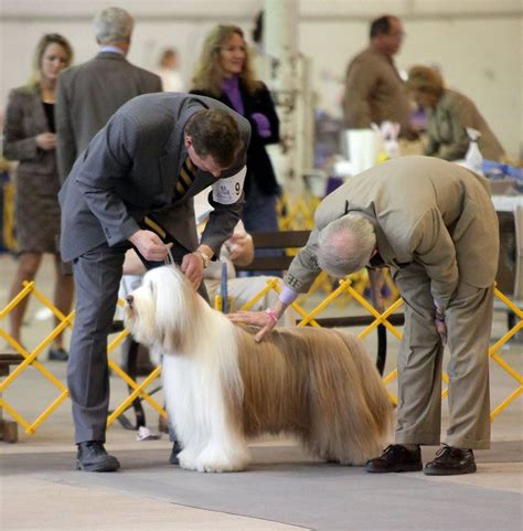 5 Days Of Dog Shows Kick Off Thursday In West Springfield