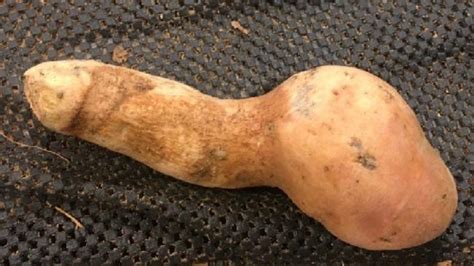 Penis Shaped Potato Shocks Shoppers At Darwin Supermarket Nt News