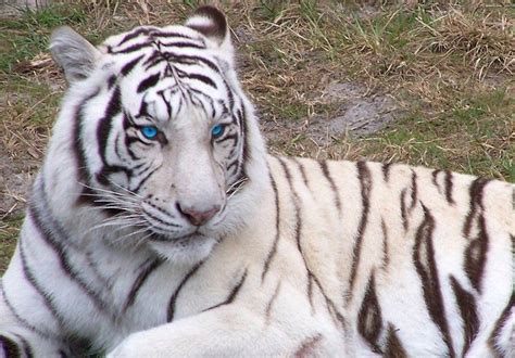 White Bengal Tigers With Blue Eyes 912×635 White Bengal Tiger