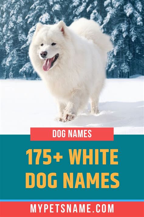 White Dog Names Dog Names White Dogs White Fluffy Dog